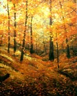 Picture for song 'Autumn jammin #1' by artist 'Piece Of Art'