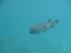 Picture for song 'Deep Water (Lachs Adventure).MP3' by artist 'PK Inspiration'