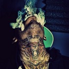Picture for song '*BANGER* Amazing Kush (DEMO, No Free D\L)' by artist 'PLATINUM SELLERS BEATS'