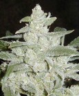 Picture for song 'Executive Director * NEW *' by artist 'Purple Kush Entertainment'