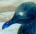 Picture for song 'Circle of Gulls' by artist 'Quantum Mechanix'