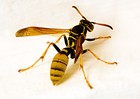 Picture for song 'Flight Of The Very Wounded Wasp' by artist 'Recordings of the Reaper'