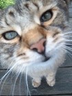 Picture for song 'I Like Cats' by artist 'Rene Bechard'