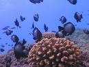 Picture for song 'Beyond the Reef' by artist 'Rex Reynolds'