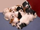 Picture for song 'Seven Puppies (2007)' by artist 'Robin And The Giant'