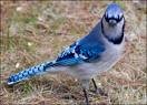 Picture for song '#209- Little Blue Jay (2000)' by artist 'Rob Lincoln'