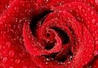 Picture for song '#211-(LIVE)Garden of The Rain (2000)' by artist 'Rob Lincoln'