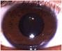 Picture for song '#31- Dark Brown Eyes (1982)' by artist 'Rob Lincoln'