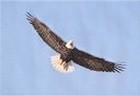 Picture for song 'Flying Higher' by artist 'SHERLOCK B REID'
