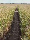 Picture for song 'From The Cornfields' by artist 'Sneaky Snake Productions'