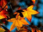 Picture for song 'Snowball Johnny - Autumn Girl' by artist 'Snowball Johnny'