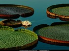 Picture for song 'inner mind' by artist 'softspace'
