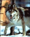 Picture for song 'lycan ft stephanie - (rap) kids' by artist 'stephany'