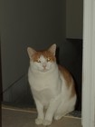 Picture for song 'The Sphinx' by artist 'strongback'