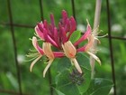 Picture for song 'Honeysuckle Summer Blues' by artist 'Stu Miller'