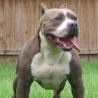 Picture for song 'Suite200MusicGroup.com - Big Dog (w/Hook)' by artist 'Suite 200 Music Group'