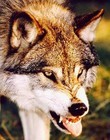 Picture for song 'The Hunt (Prelude)' by artist 'Symphonic Collections'