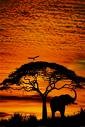 Picture for song 'African Call' by artist 'Teal'