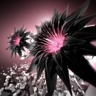 Picture for song 'Flower Bomb' by artist 'tenfingazproductions'