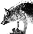 Picture for song 'Real' by artist 'The Dolley Pond'