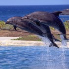 Picture for song 'By the Sea' by artist 'The Markdanyells'