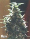 Picture for song 'Green Haze' by artist 'The Middle Agent'