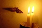 Picture for song 'like a moth to a flame' by artist 'the parker wilson project'