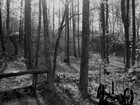 Picture for song 'Artery' by artist 'The Pine Mountain Whine Fountain'