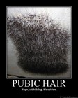 Picture for song 'Wash Your Pubes' by artist 'The Pubes'