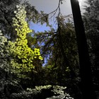 Picture for song 'Titan's kiss (2013)' by artist 'The Serendipitous Cacophonies'