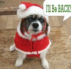 Picture for song 'Losty Wosty Dog (1943 Christmas single)' by artist 'The Unsurpassed Masters of the Universe'