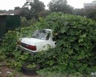 Picture for song 'Kudzu' by artist 'The Venerable Beads'
