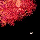 Picture for song 'Oxycottigen' by artist 'The Wheeling Year'