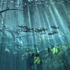 Picture for song 'Timmy Techno-Saltwater Dreams' by artist 'Timmy Techno'