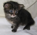 Picture for song 'Wacky sh***' by artist 'Tom Andersen'