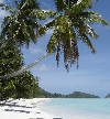 Picture for song 'Island of Tanguaray' by artist 'Tom Orecchio'