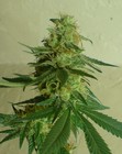 Picture for song 'FOOL ON DAT DOPE {GET MONEY}' by artist 'TONE T'