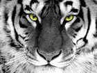 Picture for song '581 - Predatory' by artist 'Tyrannical Productions'
