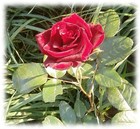 Picture for song 'long happy times' by artist 'varvara.jdanova'