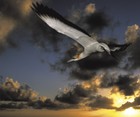 Picture for song 'Harmonious Flight' by artist 'Vertiflow'