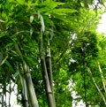 Picture for song 'Bamboo Wireless' by artist 'VIEP audio projects'