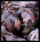 Picture for song 'under my skin' by artist 'waylin genitals'