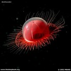 Picture for song 'Kalimbastards' by artist 'Wild crank'