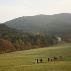 Picture for song 'A year and a day' by artist 'Wolfini'