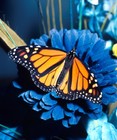 Picture for song 'HONESTY' by artist 'Zanna Daone'