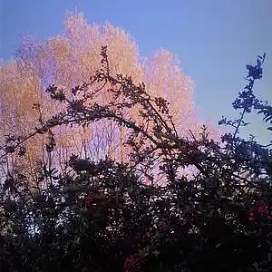 Picture for song 'RESOLUTION' by artist 'glass cage'