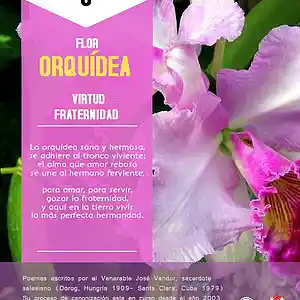 Picture for song 'Dia 6-Flor Orquidea' by artist 'Producciones Vandor'