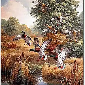 Picture for song 'Ducks' by artist 'Black Chalk'