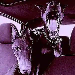 Picture for song 'Death Run' by artist 'nifaka'