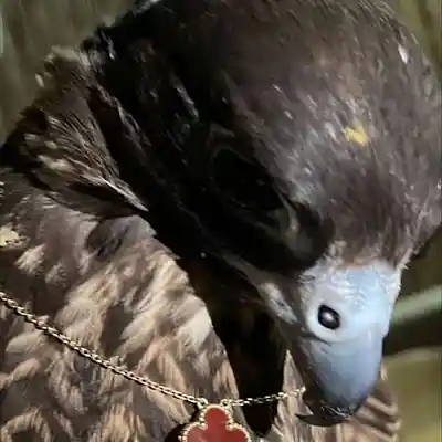 Picture for song 'sampled type beat - blind love 128bpm Fmaj' by artist 'PROD. DUUSEI'